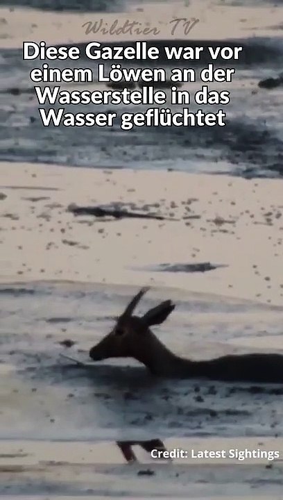 Nilpferd frisst Gazelle bei lebendigen Leib