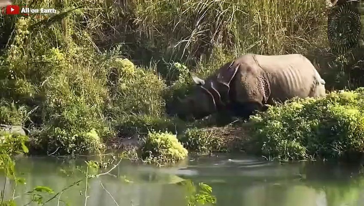 30 Mal, legten sich Krokodile mit dem Falschen Gegner an!