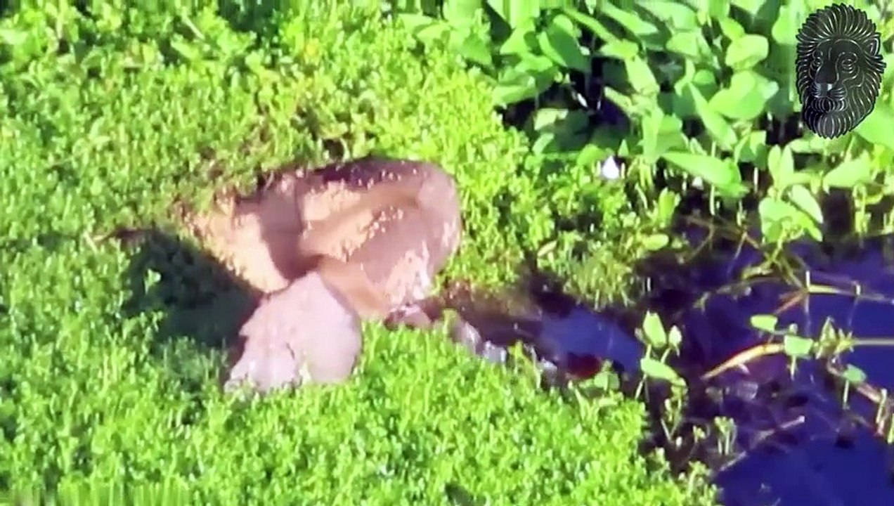 30 Tiere Haben Sich Mit Dem Falschen Gegner Angelegt!