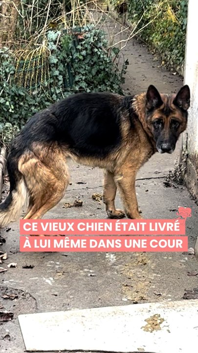 Voici Malone, un chien abandonné dans sa cour pendant 3 semaines