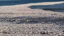 Milhares de peixes mortos dão à costa em praia no Texas