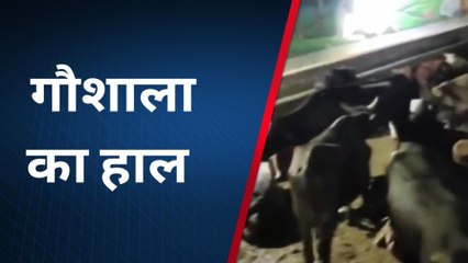 गाजियाबाद: गौ सेवकों ने याद दिलाई सरकार को जिम्मेदारी, गौशाला की बदहाली का वीडियो वायरल