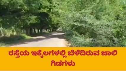 ಹನೂರು :ರಸ್ತೆ ಬದಿ ಚಾಚಿಕೊಂಡ ಜಾಲಿ ಮುಳ್ಳು : ಸವಾರರಿಗೆ ಸಂಕಟ