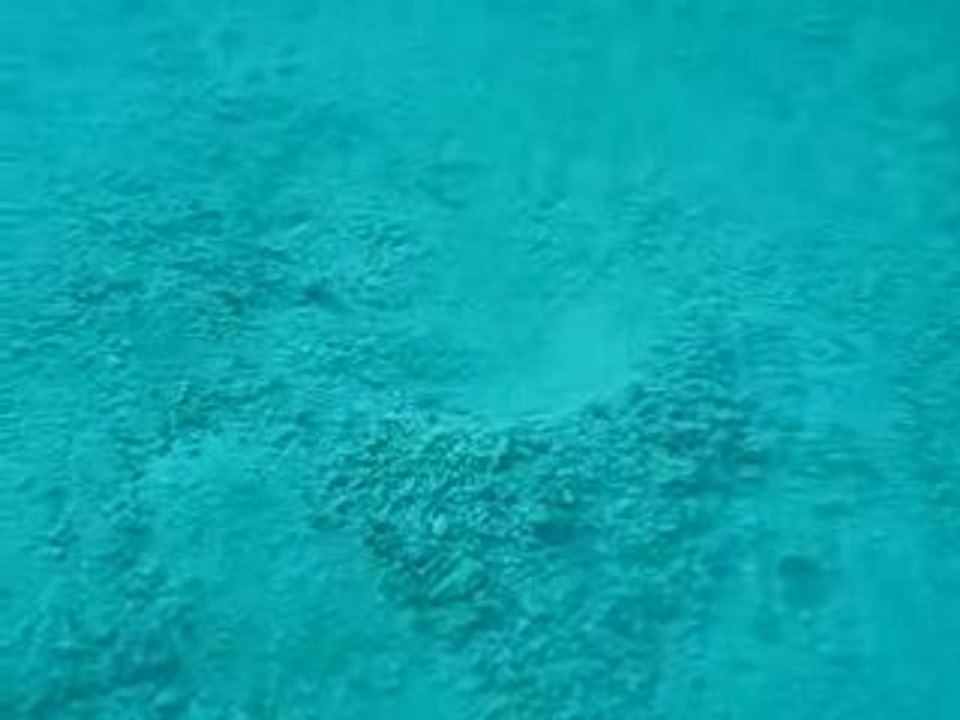 Une Plante a peur / A Plant fears / Unterwasserpflanze angst