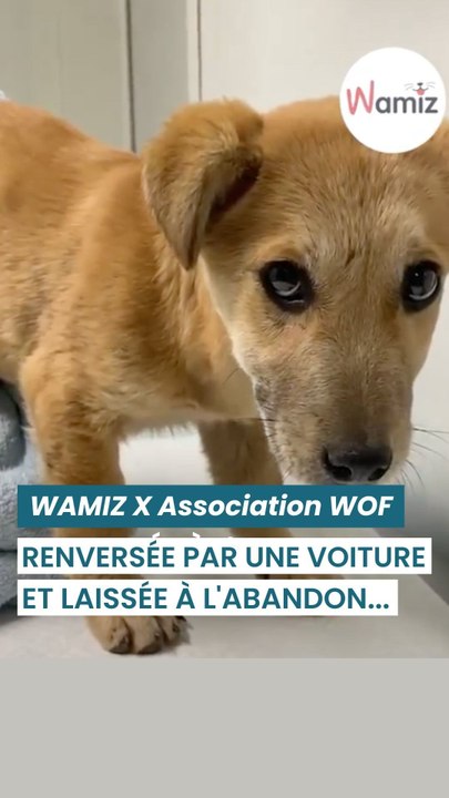 Percutée par une voiture, laissée blessée sur le bord de la route en Roumanie… Gaella a perdu confiance en l’humain.