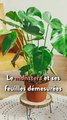 L’astuce anti-chaleur inattendue : les plantes  ! Voici les 7 plantes à avoir chez soi pour plus de fraicheur !