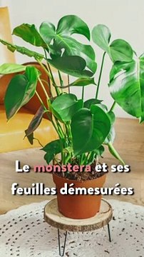 L’astuce anti-chaleur inattendue : les plantes ! Voici les 7 plantes à avoir chez soi pour plus de fraicheur !