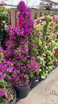 15 Seconds of Bougainvillea! #gardening #landscape #garden #landscaping #backyard #flowers