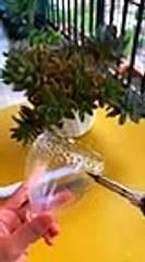 DIY Gardening Ideas For Home - Gardening Ideas, Diy Gardening Ideas, Epic Gardening  #gardening 18