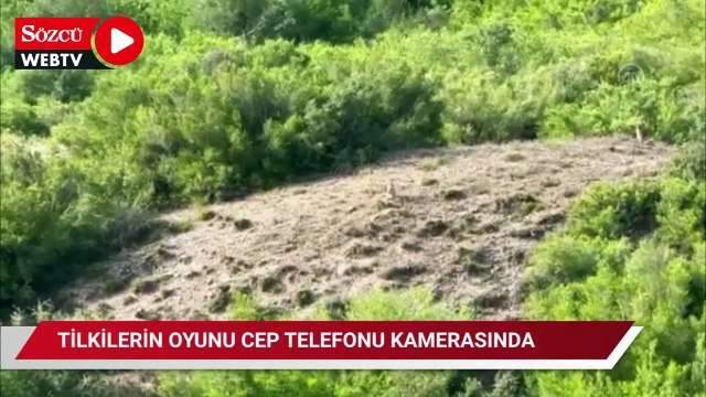 Tilkilerin birbirleriyle oynaması cep telefonu kamerasında