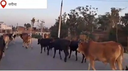 बिजनौर: आवारा पशुओं ने जाम कर दिया रास्ता, आए दिन हो रहे पशु के टकराने से हादसे