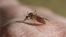 Riesige Mückenschwärme: Kroatien setzt Flugzeuge zur Bekämpfung ein