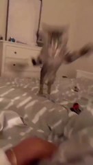 cat Cutest thing you'll see today