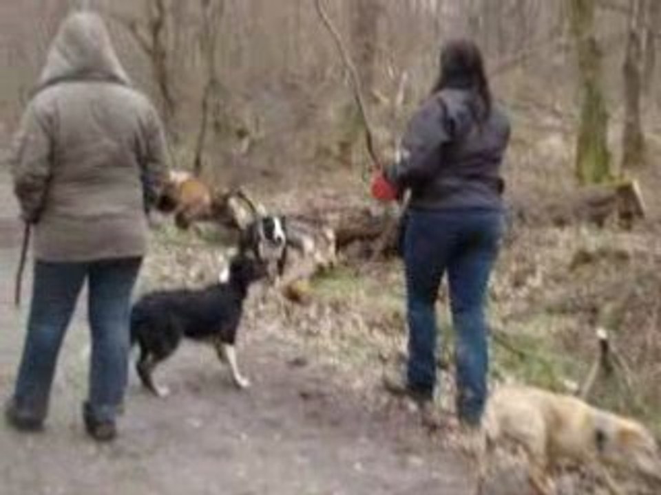 tyson en foret