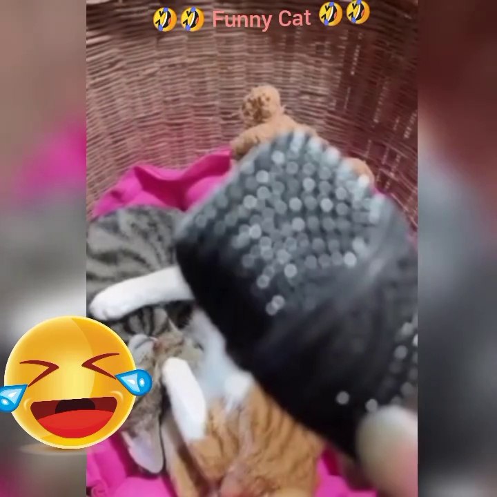 Funny Sleeping Crazy cat 2023