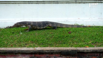 Découverte d'un "méga" lézard de la taille d'un bras humain