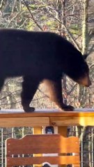 Download Video: Ce gros ours brun squatte un jacuzzi... la belle vie