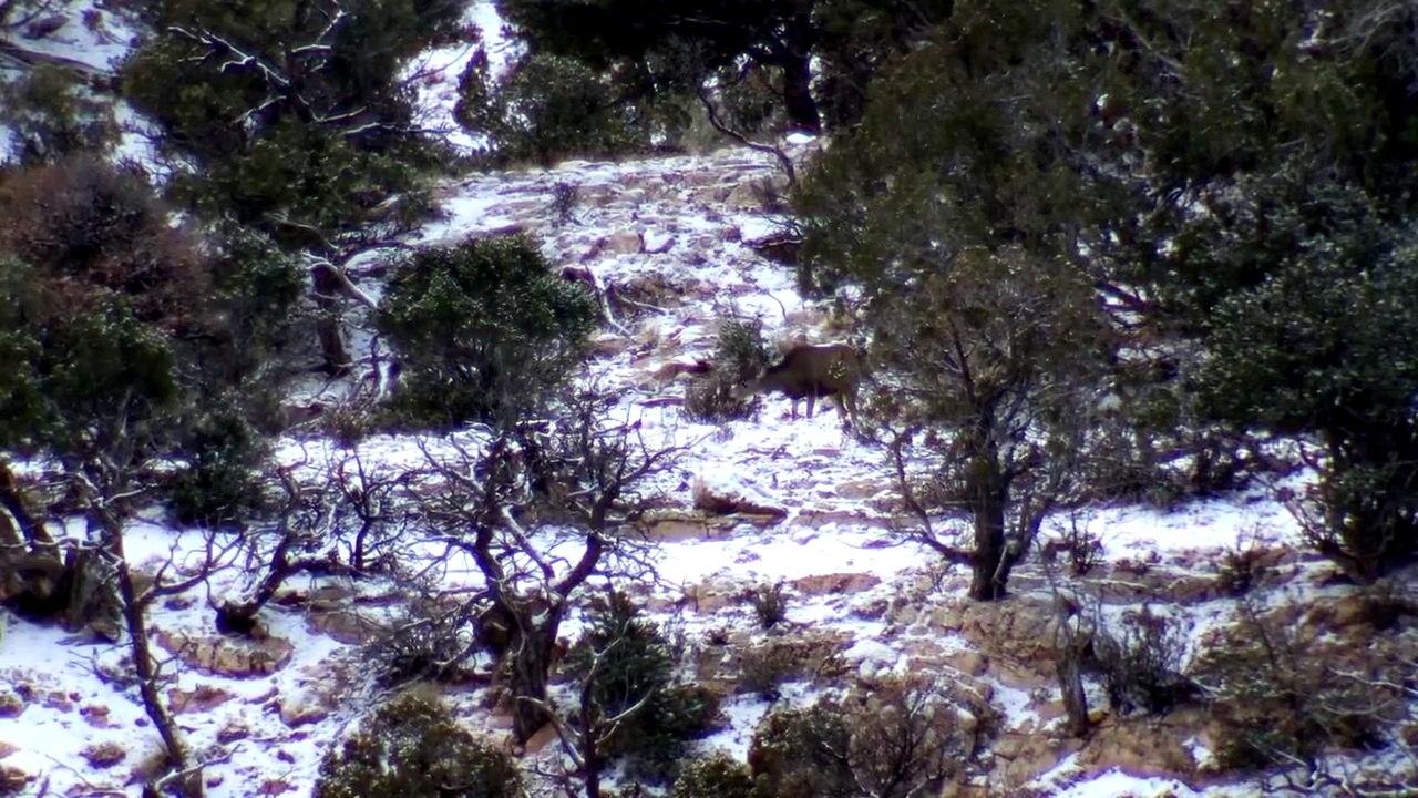 MeatEater Big Buck Dreams Mule Deer video Dailymotion