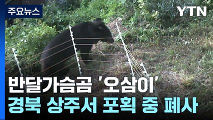 반달가슴곰 '오삼이' 폐사..."포획 중 익사한 듯" / YTN