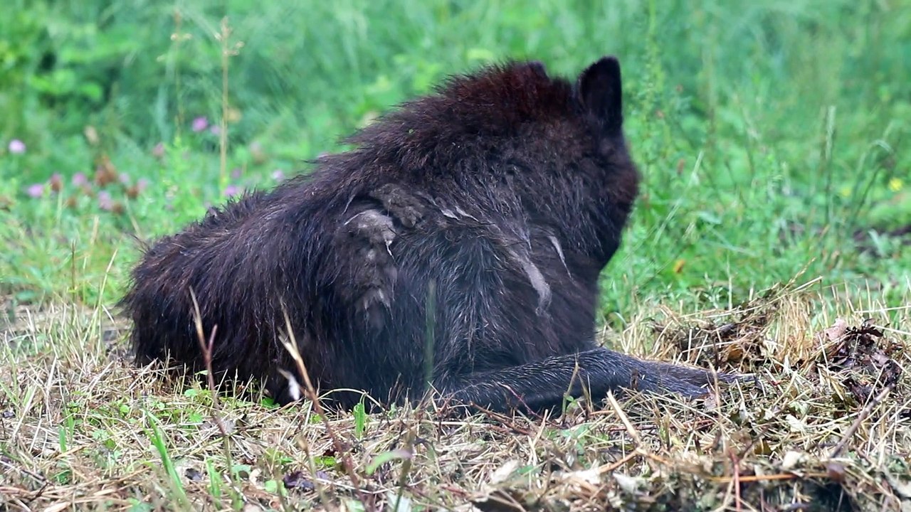 loup noir zoo attilly 12 06 2023