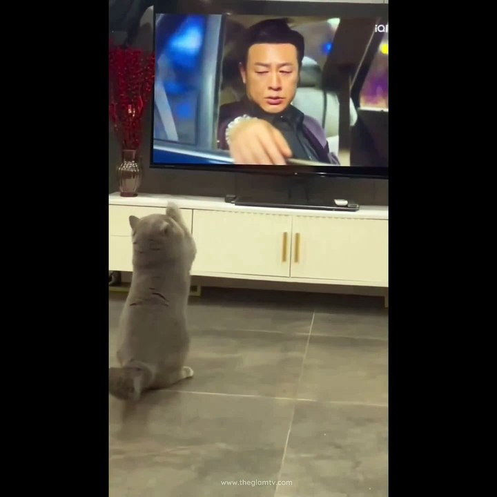 Funny Cat Videos | Try Not to Laugh at These Funny Cat Videos Compilation