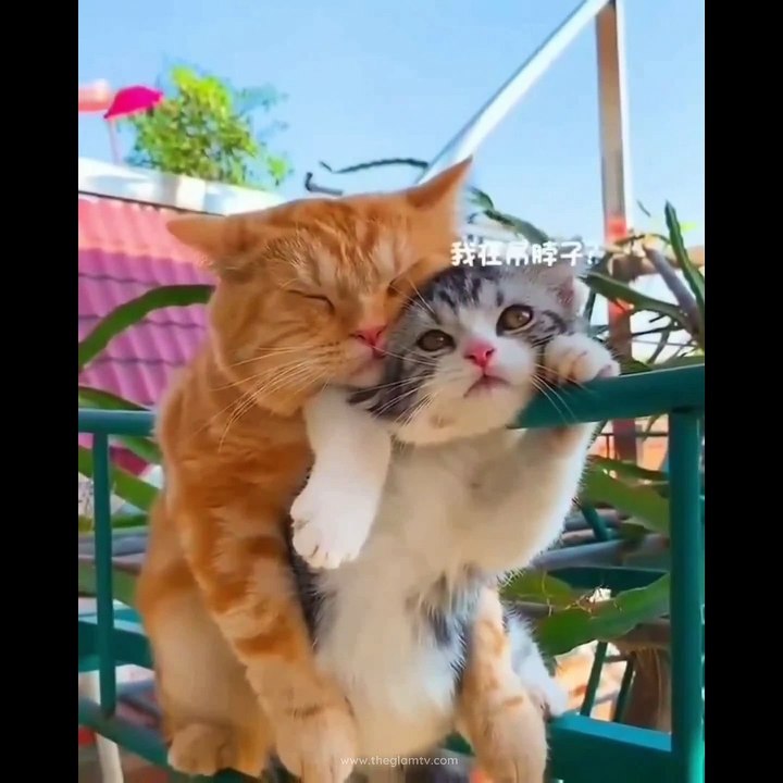 Funny Cute Cats | Cats That Will Make You Scream From Laughter