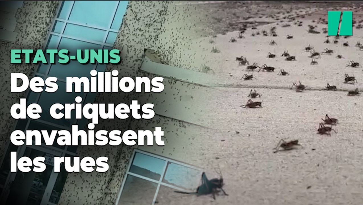 Aux Etats-Unis, des millions de criquets envahissent une ville et créent la panique