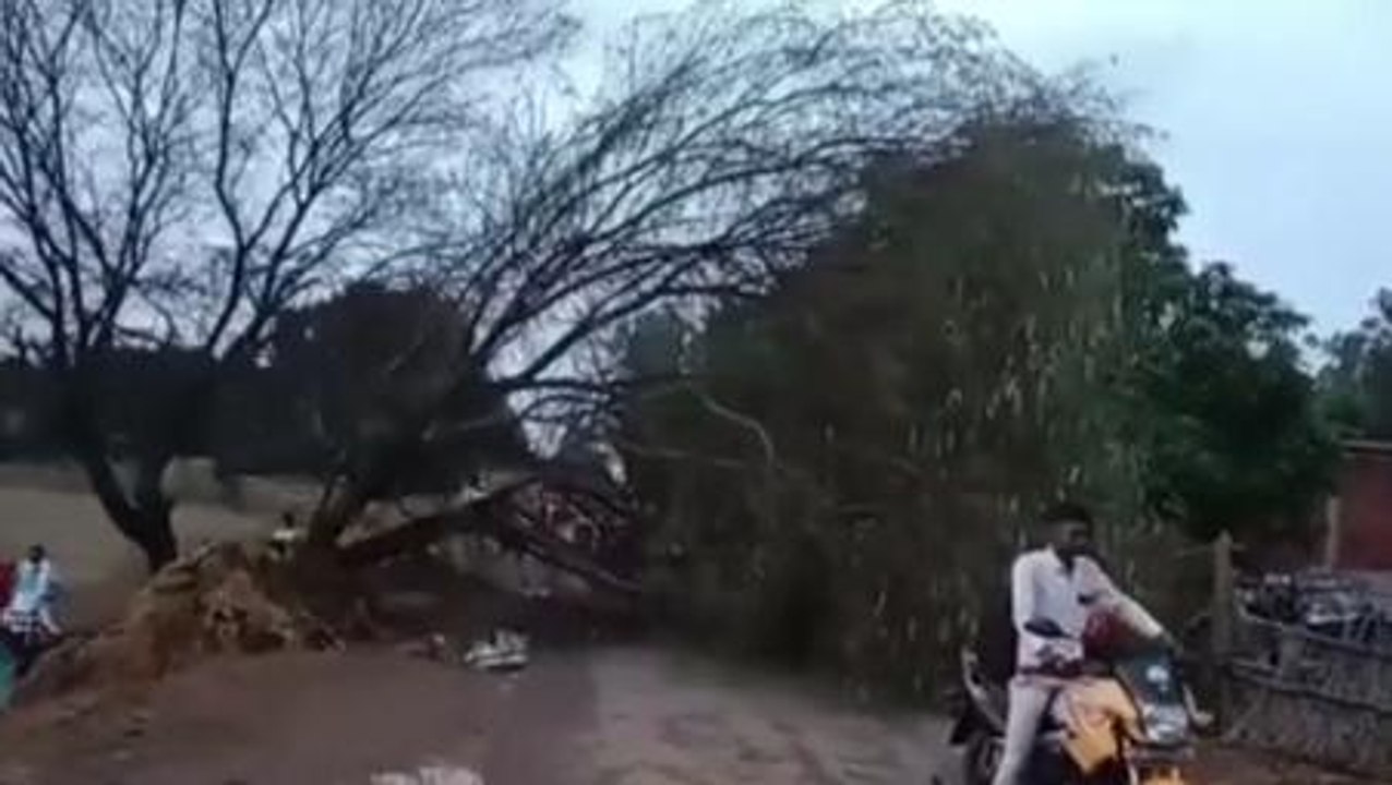 सीधी: आंधी व तेज बारिश ने मचाया तांडव,उखड़े पेड़,देखें हाल