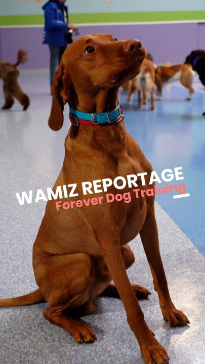 L'équipe Wamiz est partie rencontrer le fondateur de @foreverdogtraining !
