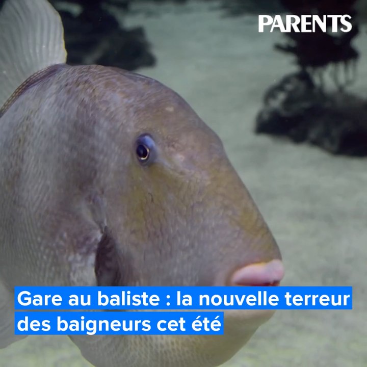Plages : quel est ce poisson qui mord les jambes des baigneurs ?
