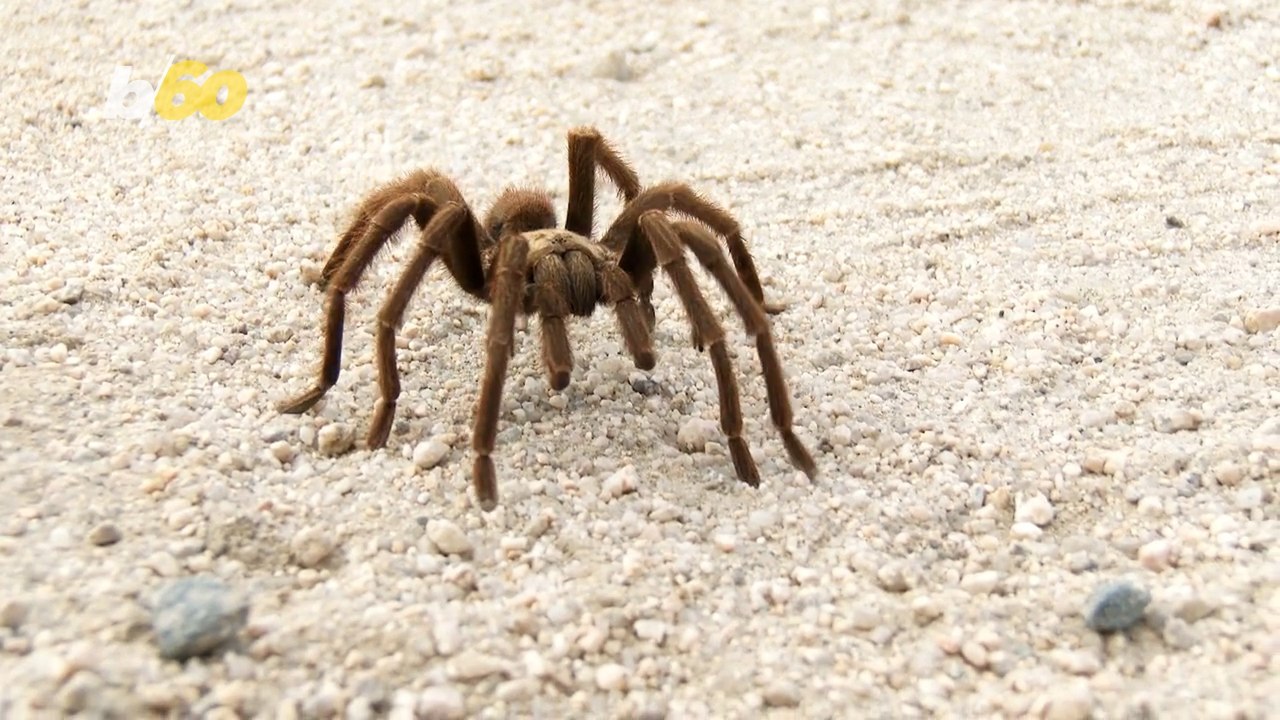 Get Ready to See some Spider Mating Action