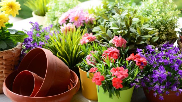 10 Best Low-Maintenance Outdoor Plants for Containers in Sun or Shade
