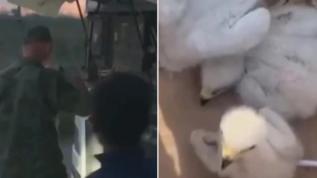 Three endangered eagle chicks rescued from traffickers in Russia