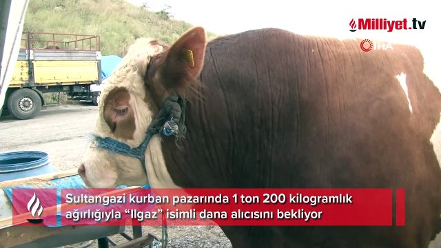 Sultangazi kurban pazarının en büyüğü “Ilgaz” alıcısını bekliyor