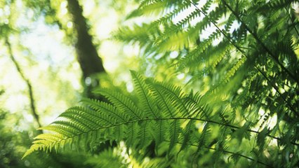 How to Plant and Grow Lady Ferns