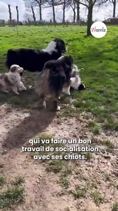 Le berger australien est le chien préféré des français. ⚠️ Mais attention aux modes !