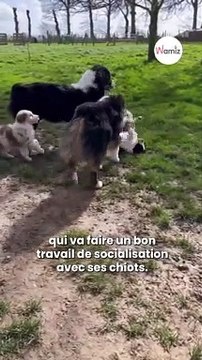 Le berger australien est le chien préféré des français. ⚠️ Mais attention aux modes !