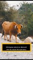 Some Interesting Fact about cows #Animals |Cows|Funfact