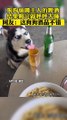 狗狗偷偷喝啤酒，結果醉倒了。Dog drinks beer and passes out.