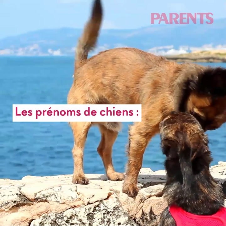 Chats, chiens...: quels prénoms en 2021