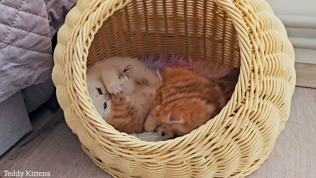 Why do kittens grow so fast Cute kittens Pikachu, Teddy and Picasso video Dailymotion