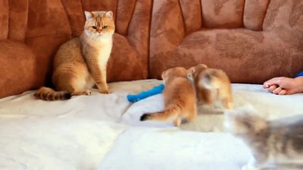 William Cat Reaction to his Little Babies  _ Funny video _ Cuteness