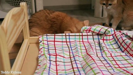 Why did you buy such a Small Bed_ Melania, Fanta and Rosie help with Assembly