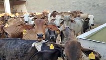 1518 cattle herders of the district will get assistance through DBT