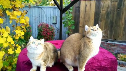Британский золотой кот и кошка