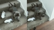 Hilarious PUP's Failed attempt to CRAWL down the stairs!