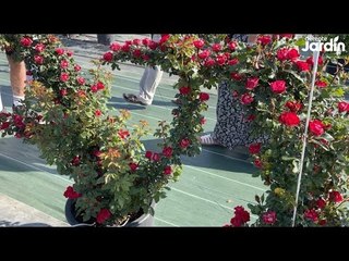 MEILLAND 2022 : Entretenir les rosiers en pot