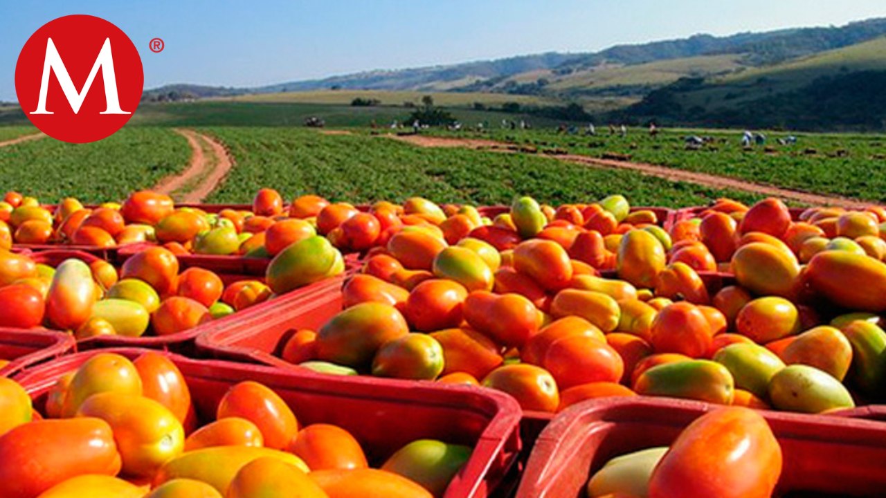 Comercio agroalimentario eleva sus exportaciones; supera ingresos de remesas y turismo