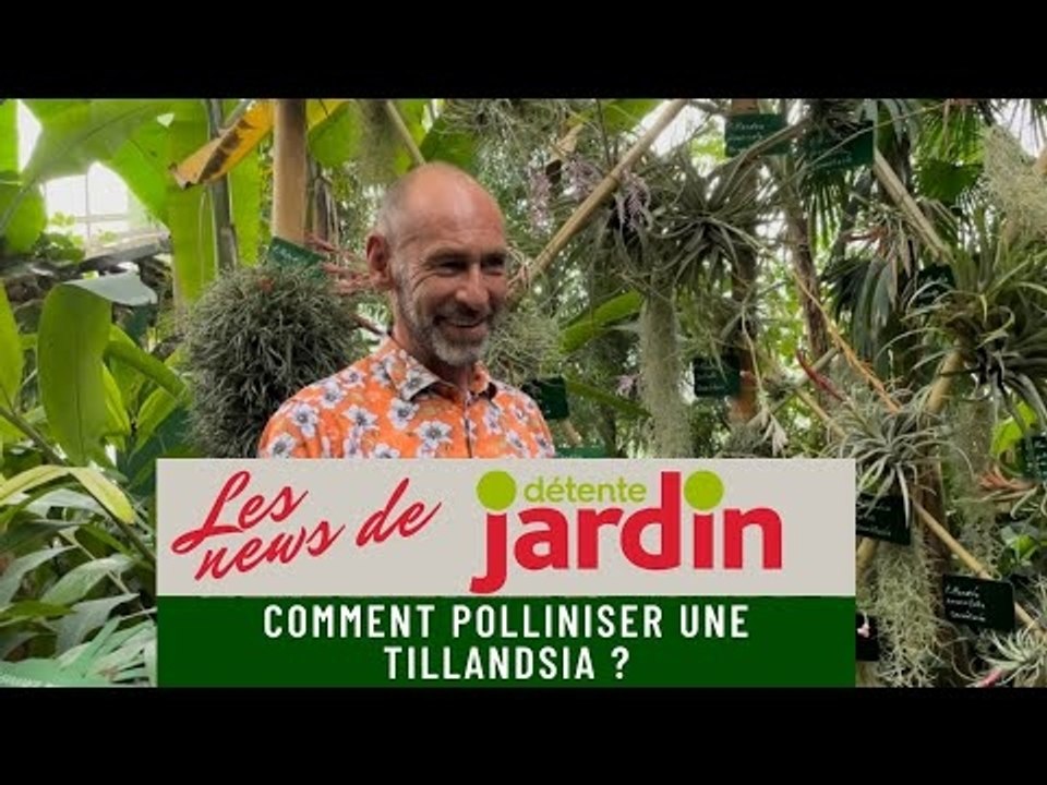 Comment polliniser son tillandsia ?
