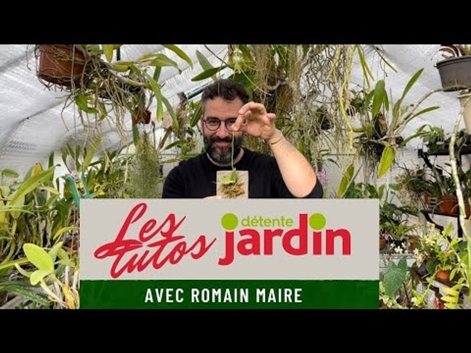 Les tutos "Détente jardin" ! Spécial orchidées : comment monter sur plaque mon orchidée ?